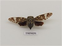 藏品(蟪蛄)的圖片